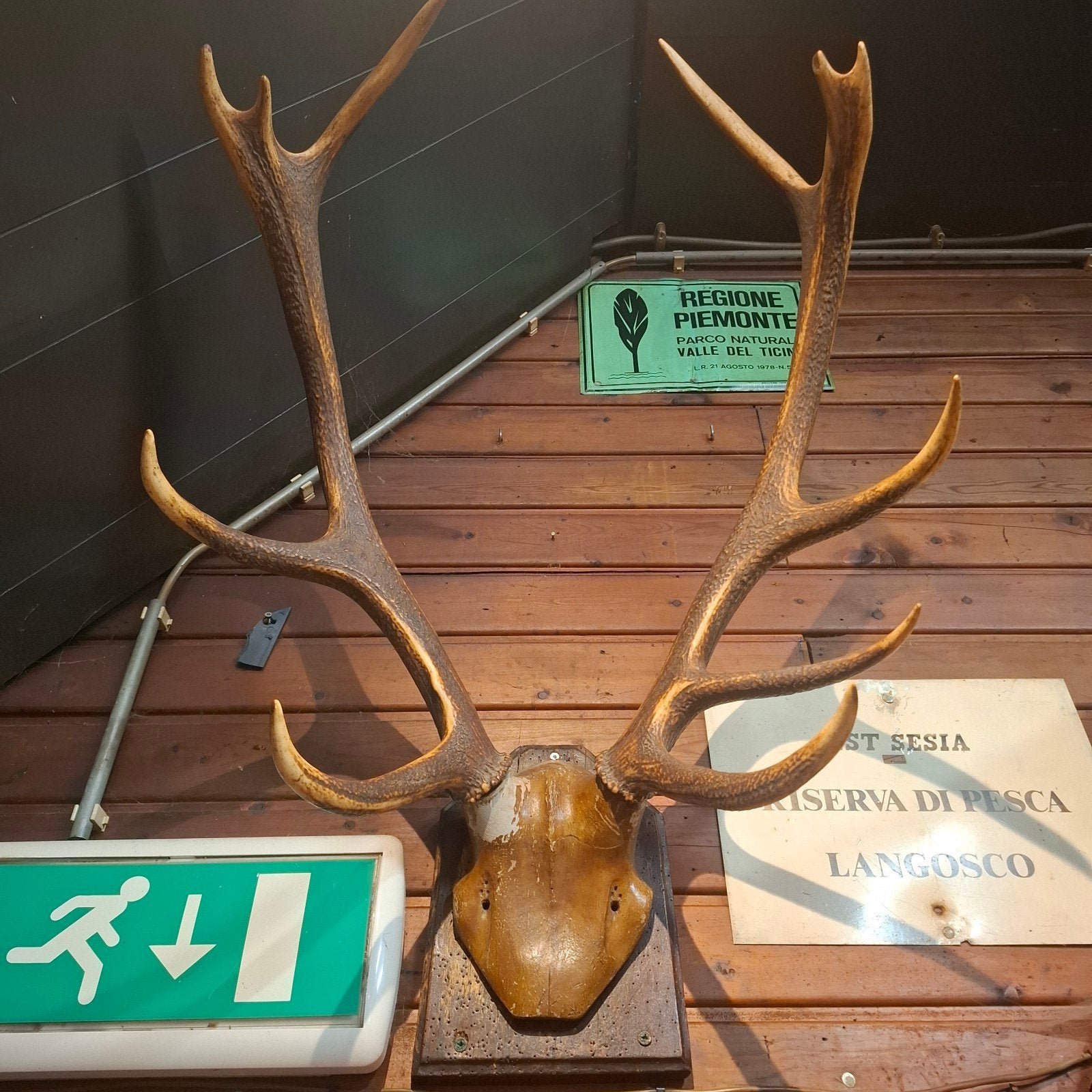 Groot hertengewei op houten schild, Ophalen of Verzenden