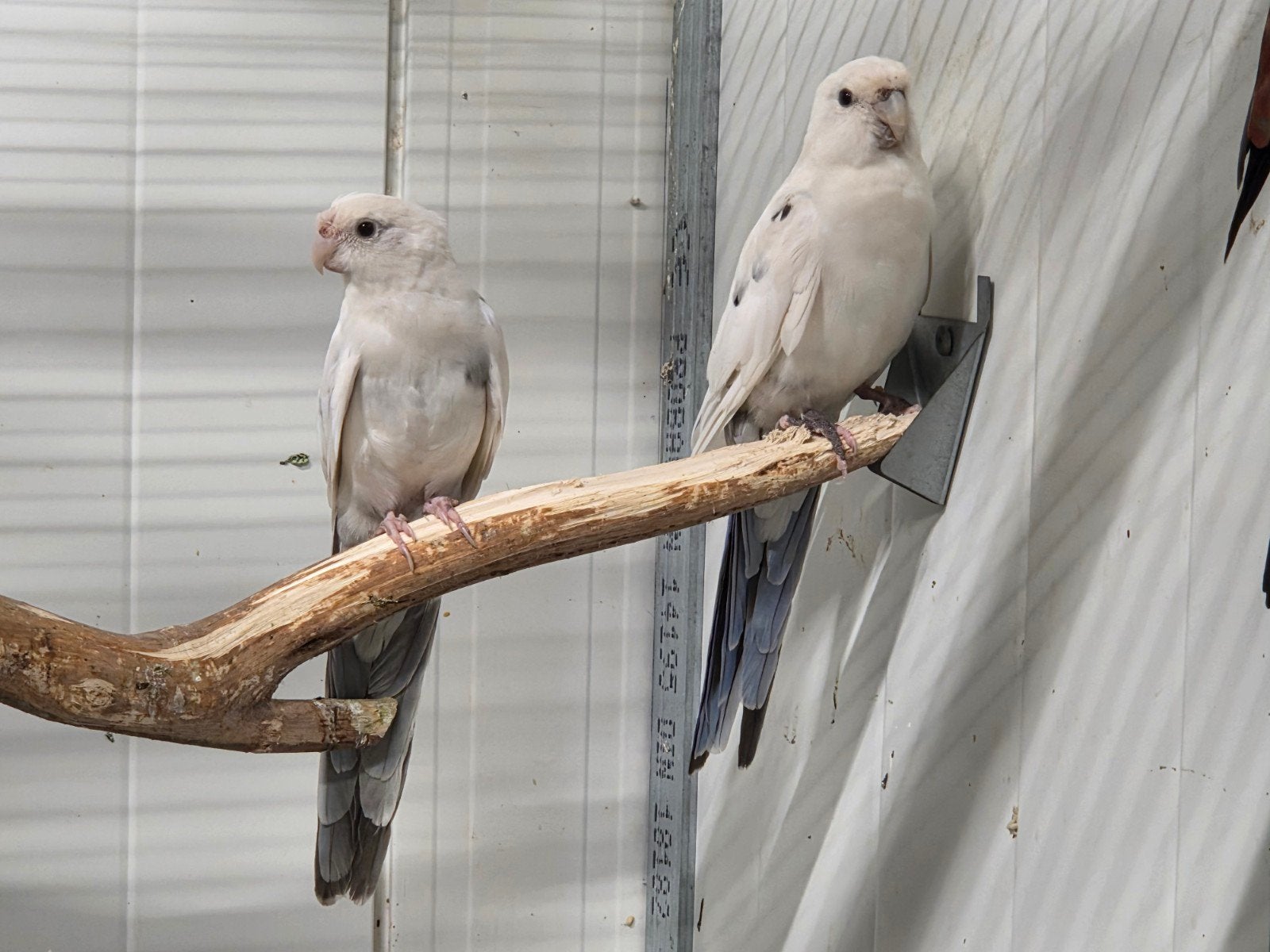 Koppel blauw bonte pennant rosellas, Meerdere dieren, Parkiet, Geringd