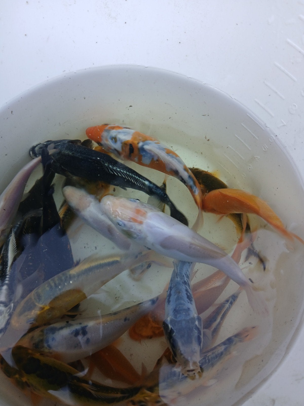 koi karper, Karper of Koi