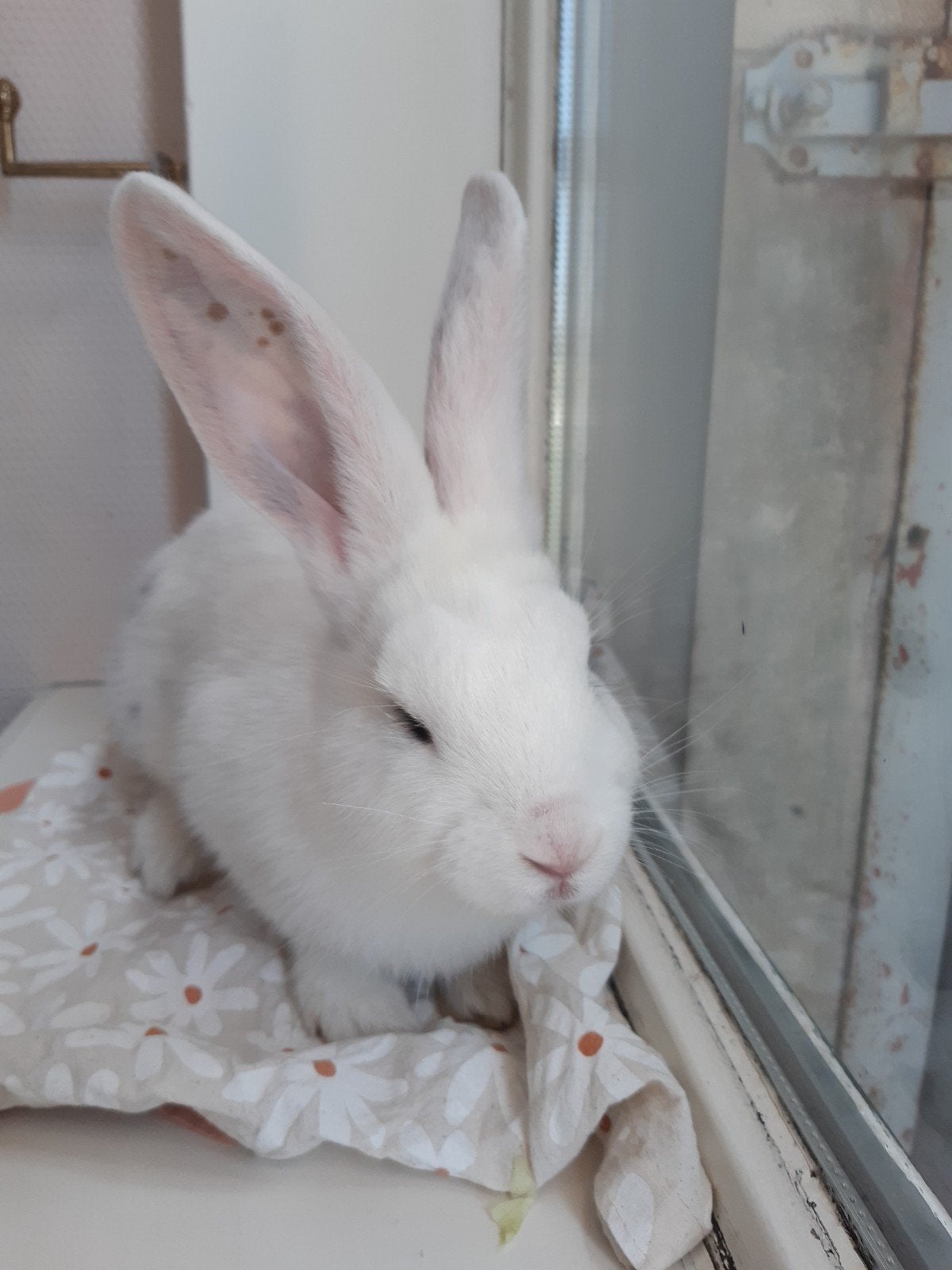 Wie heeft een warm huisje voor dit lieve konijntje?, Dieren en Toebehoren, Konijnen, Vrouwelijk, Groot