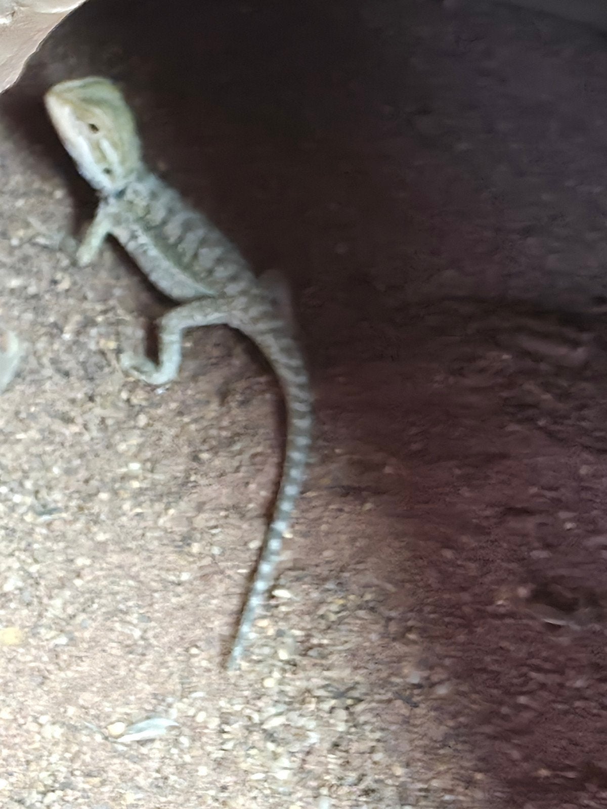 baardagaam jonkie.s te koop Bearded Dragon photo 11