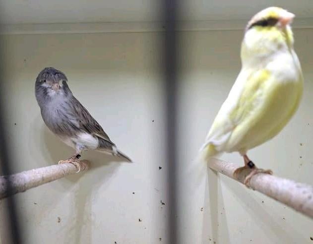 Kanarie gloster koppel 2025 geringd, Dieren en Toebehoren, Vogels | Kanaries, Meerdere dieren, Postuurkanarie