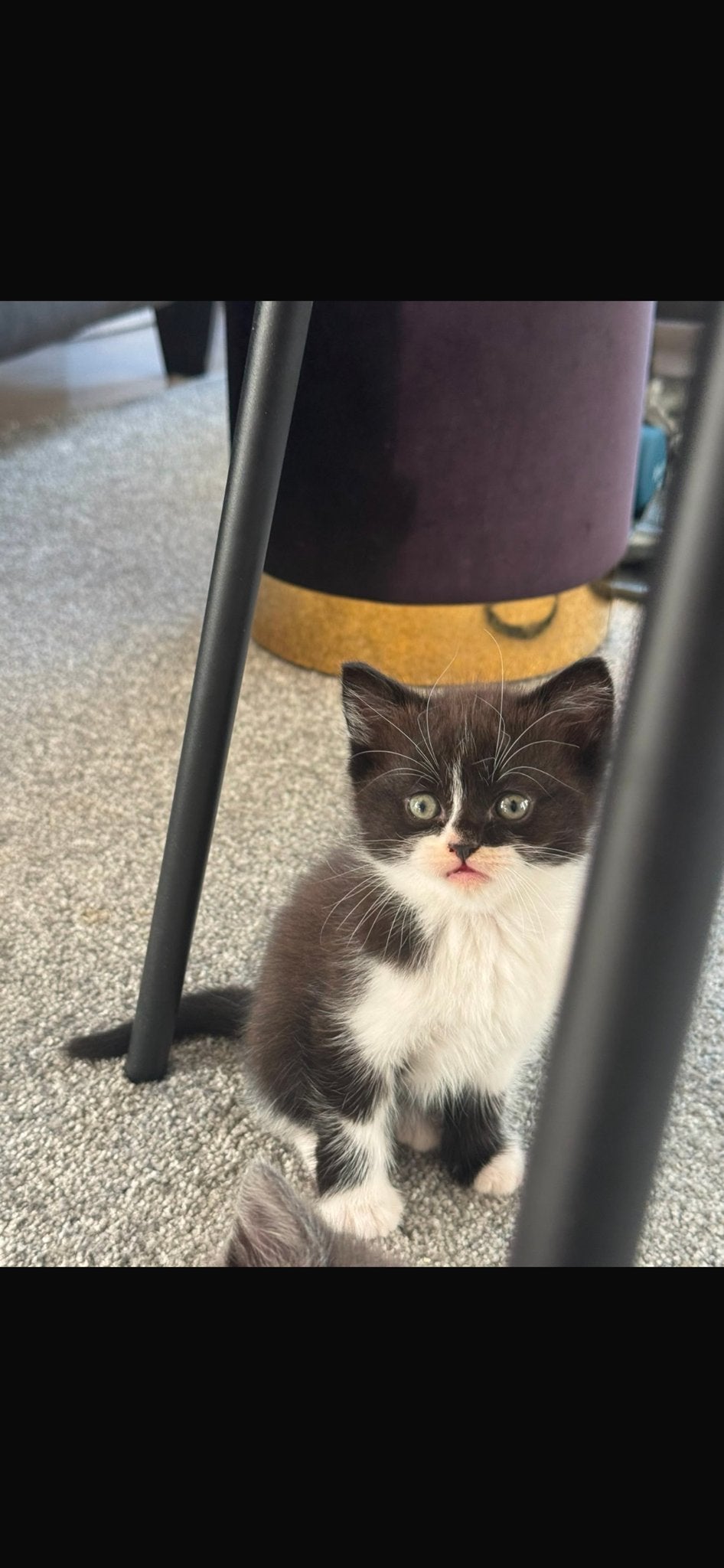 Brite korthaar Mannetje, Dieren en Toebehoren, Katten en Kittens | Overige Katten, Kater