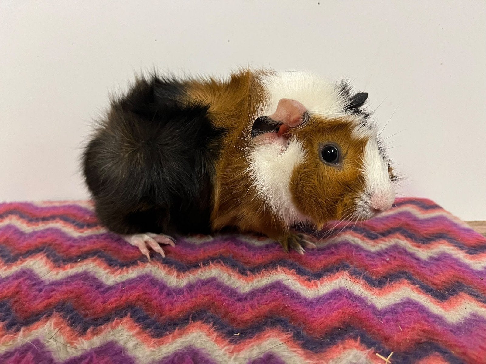 lieve driekleur borstel cavia zeugjes, Cavia, Augustus, Vrouwelijk, Tam
