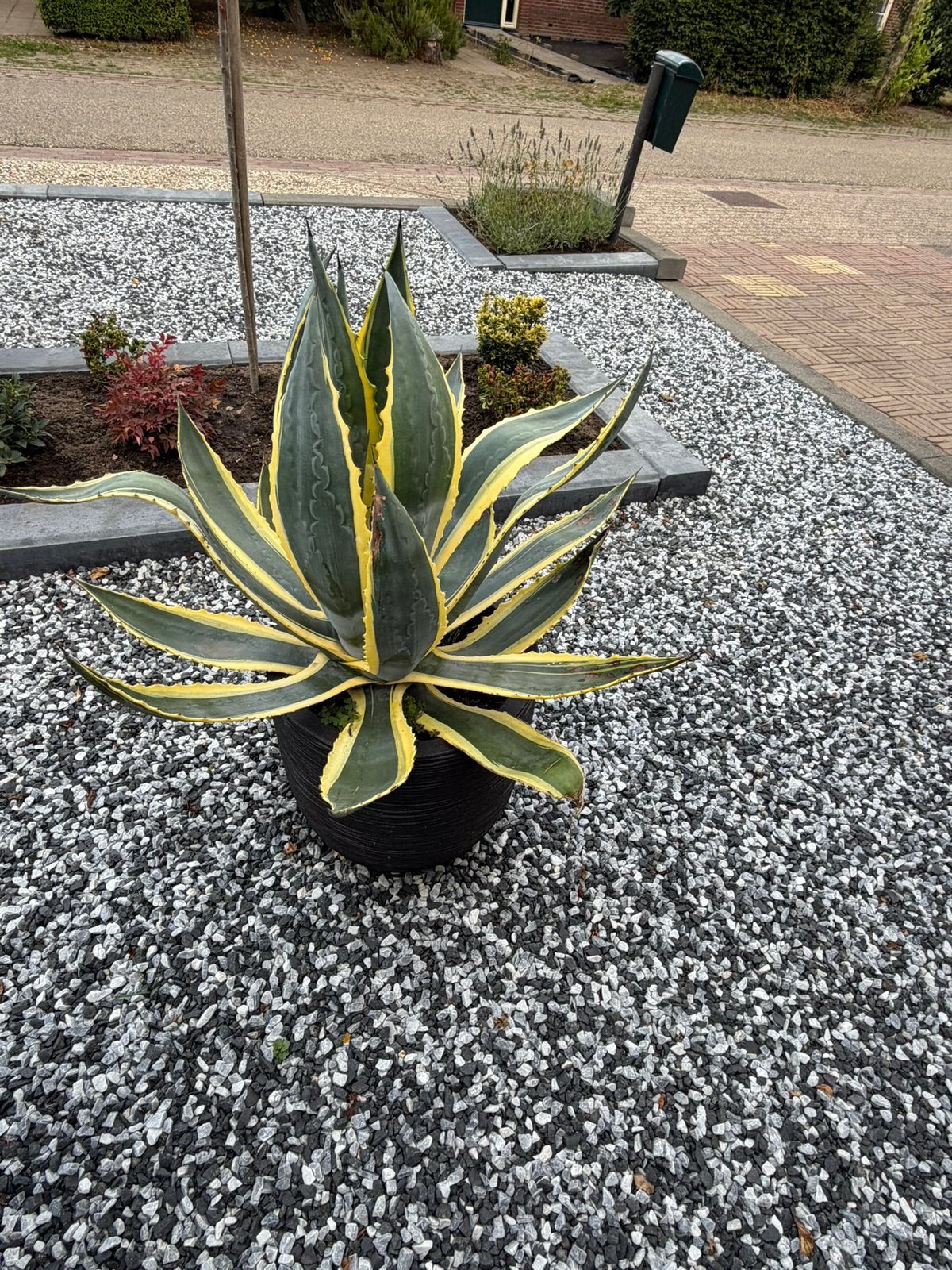 Prachtige agave  de Americana Variegata, Tuin en Terras, Volle zon, Vaste plant, Bloeit niet, Ophalen