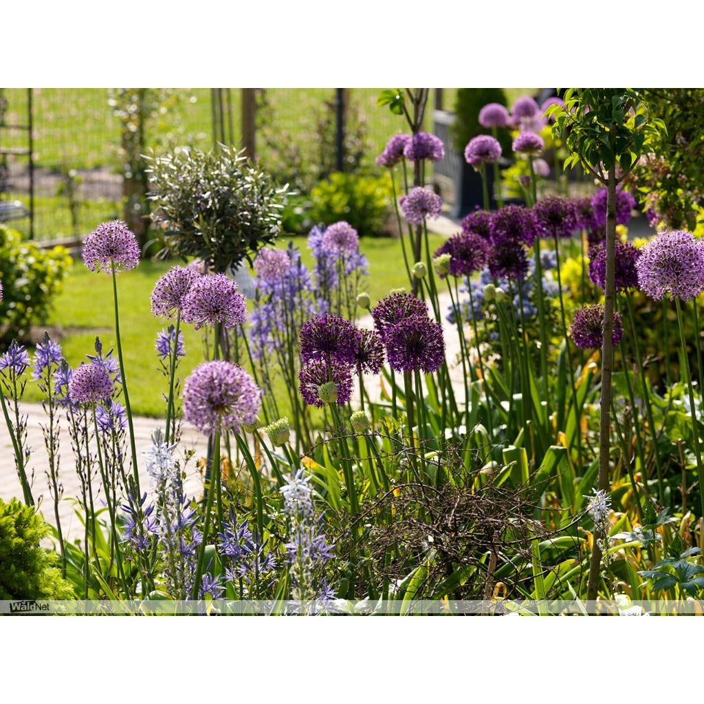 Op maat gemaakt beplantingsplan voor tuin, border gratis, Ophalen of Verzenden, Overige soorten, Struik, 100 tot 250 cm