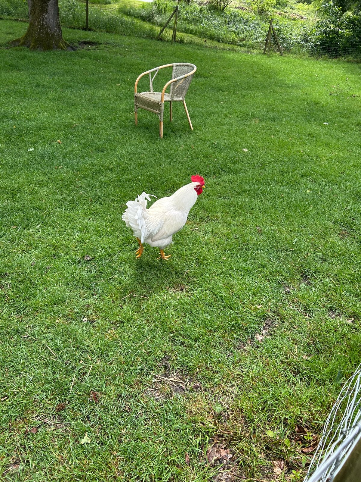 Brahma haan, Dieren en Toebehoren, Pluimvee, Mannelijk, Kip