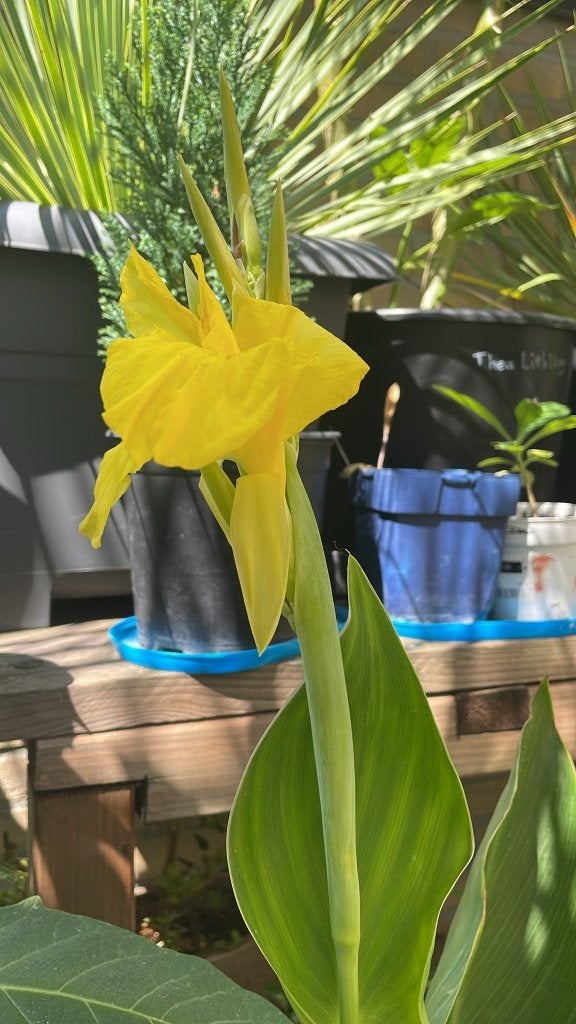 Canna Geel, Vaste plant, Halfschaduw, Zomer, Ophalen