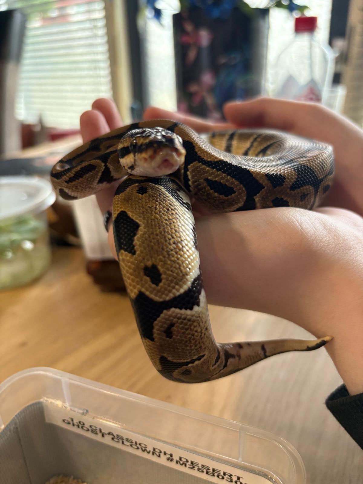 Python Regius ‘ballpython’ Man, Dieren en Toebehoren, Reptielen en Amfibieën, Slang, 0 tot 2 jaar