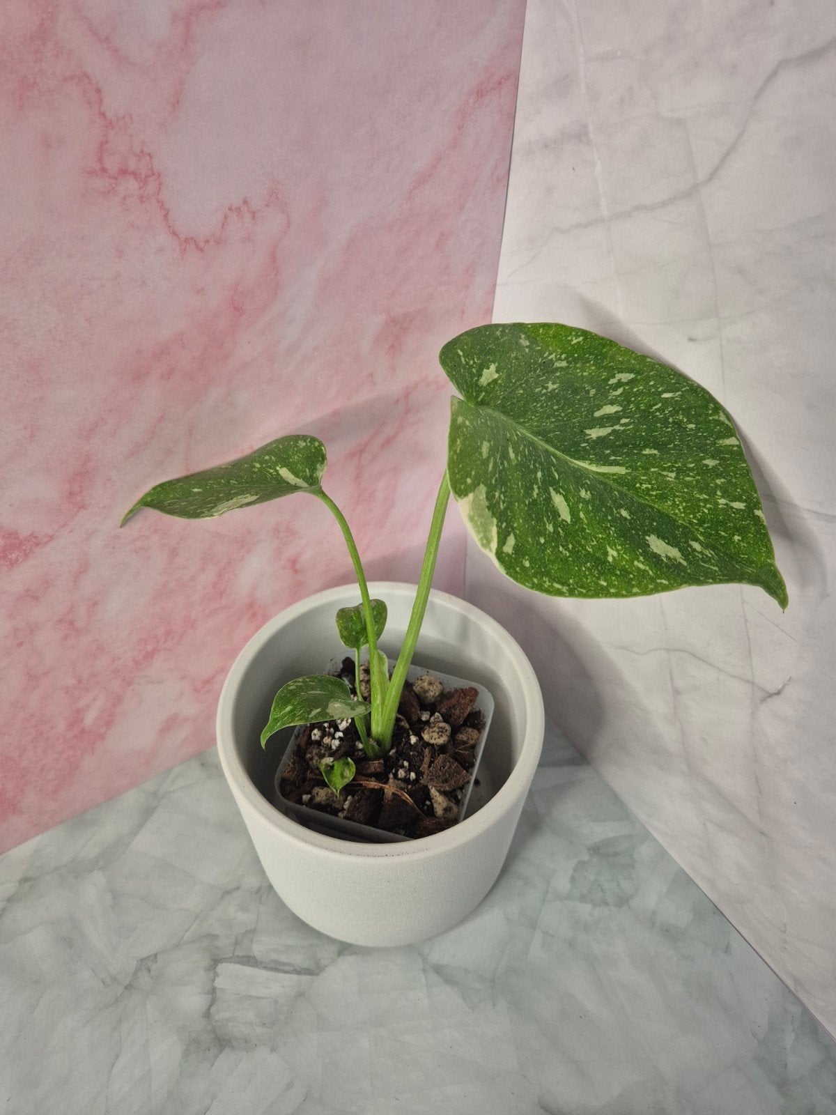 Monstera Thai Constellation #18, Verzenden, Halfschaduw, Minder dan 100 cm
