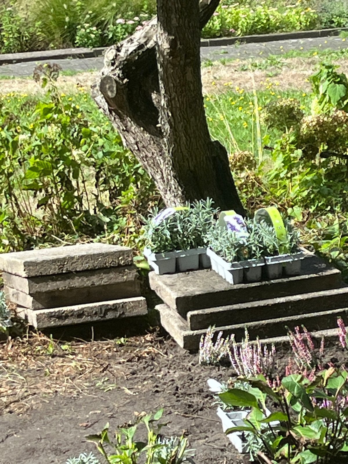 Terrastegels 60x40, Tuin en Terras, Ophalen, Gebruikt, Beton, Terrastegels