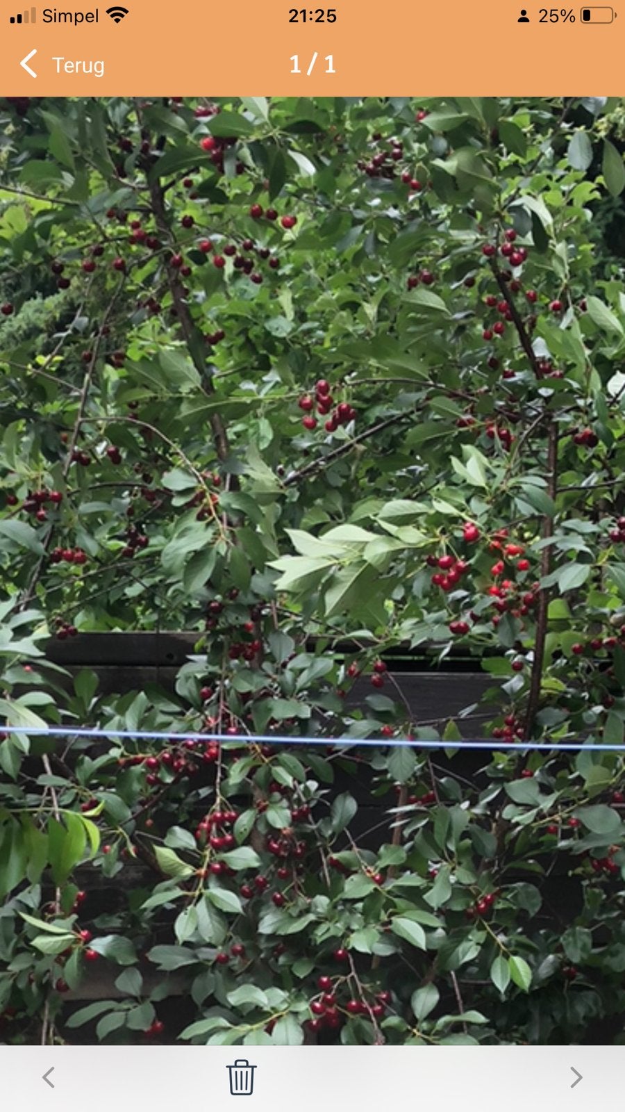 Kersenboom, Ophalen, Volle zon, Overige soorten, Minder dan 100 cm