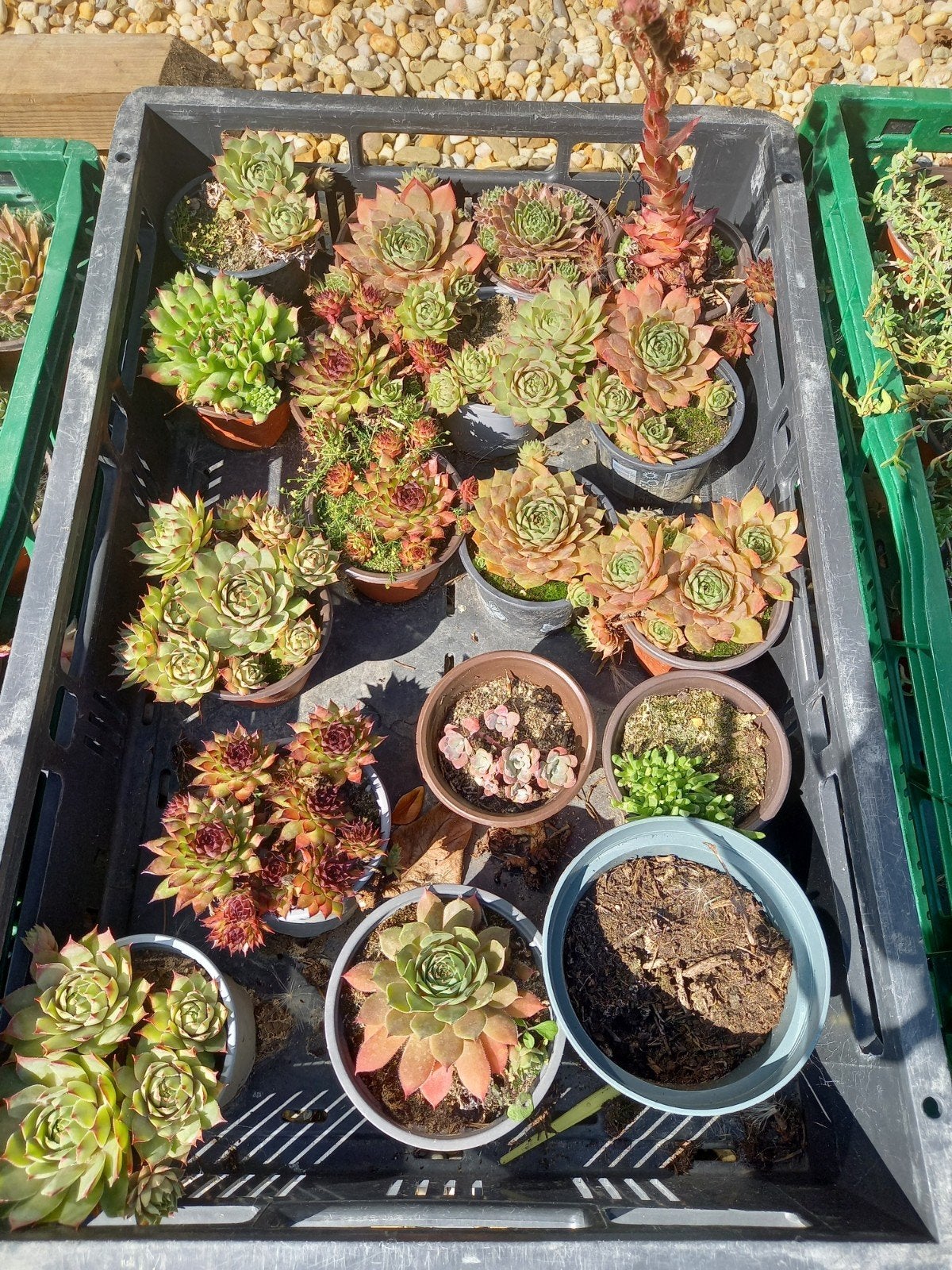 rotsplant#vetplant#sedumdak, Ophalen, Volle zon