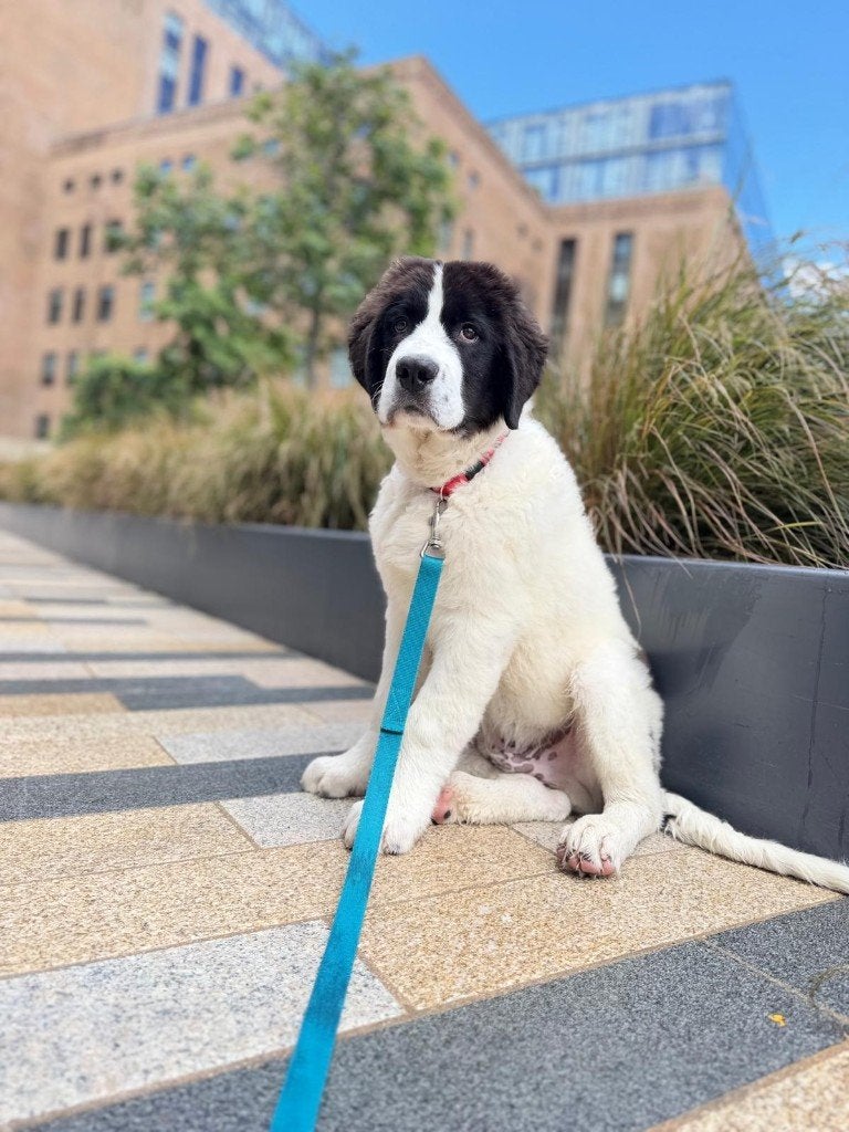 landseer puppy, Dieren en Toebehoren, Honden | Herdershonden en Veedrijvers, Reu, Overige rassen, Particulier, Eén hond, Buitenland