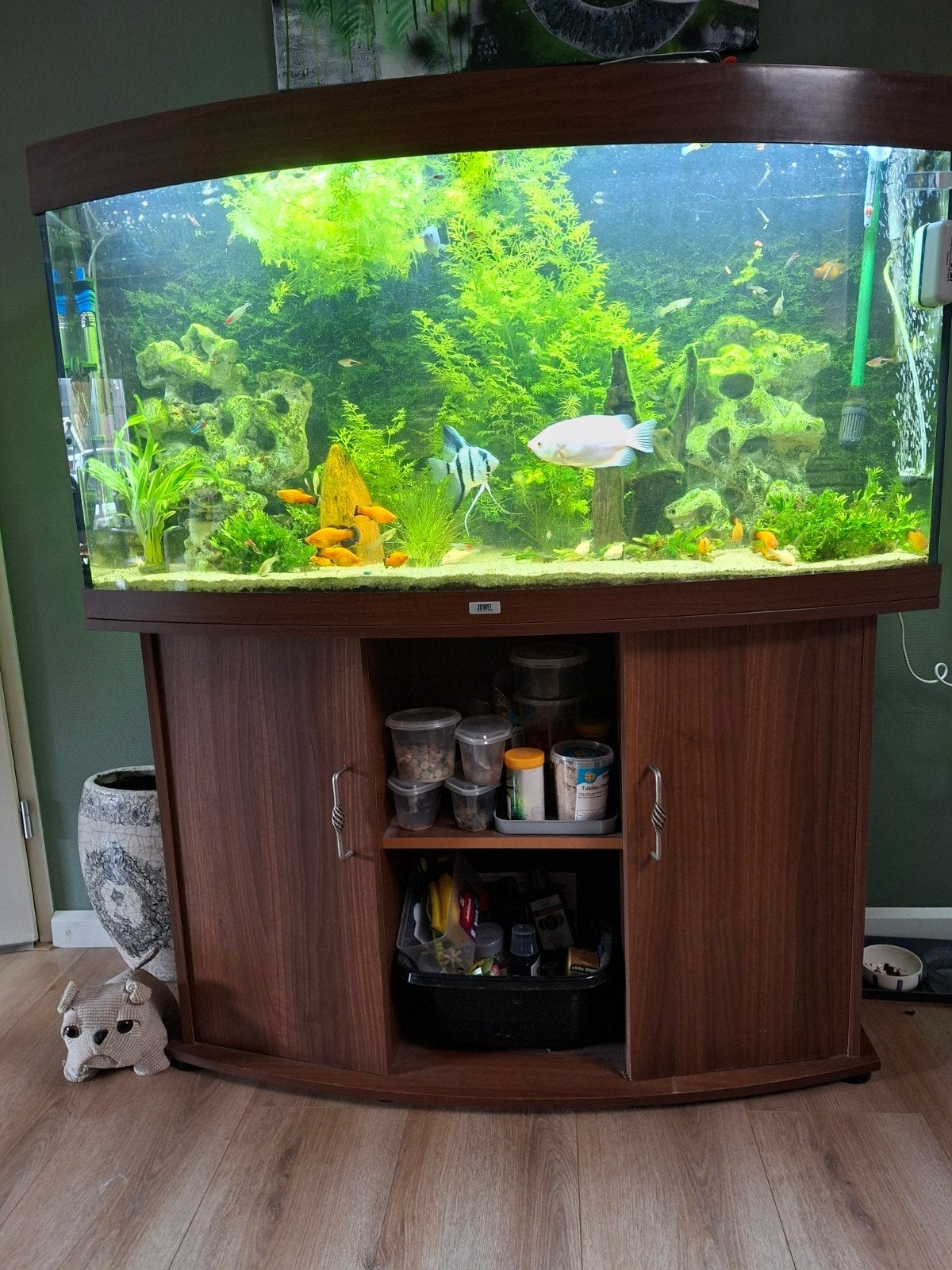 panorama aquarium juwel, Overige typen, Zoetwatervis