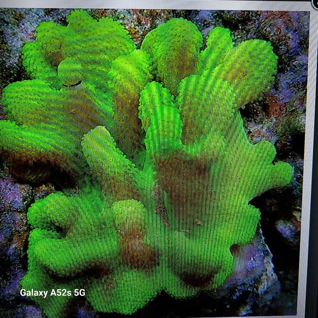 ik zoek, Dieren en Toebehoren, Ophalen, Gebruikt, Gevuld zeewateraquarium