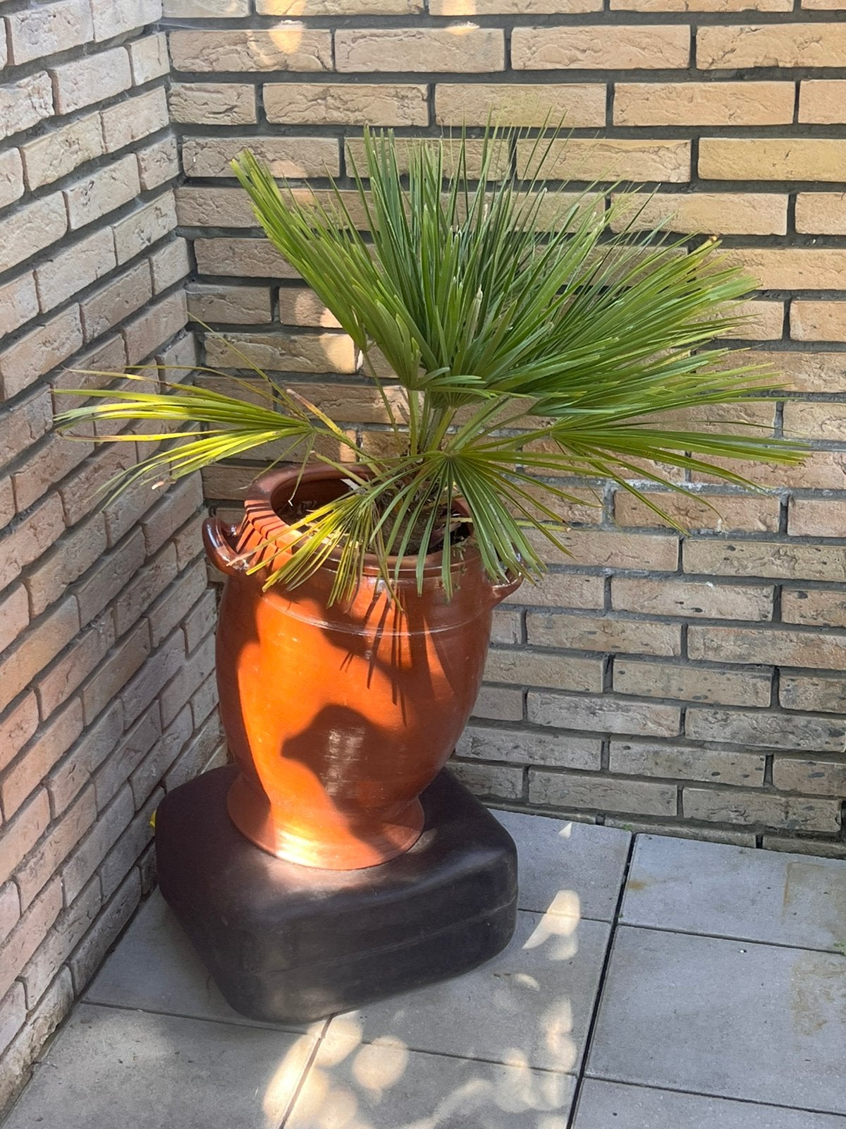 Palm met pot nu ophalen, Ophalen, Bloeit niet, Overige soorten, Volle zon