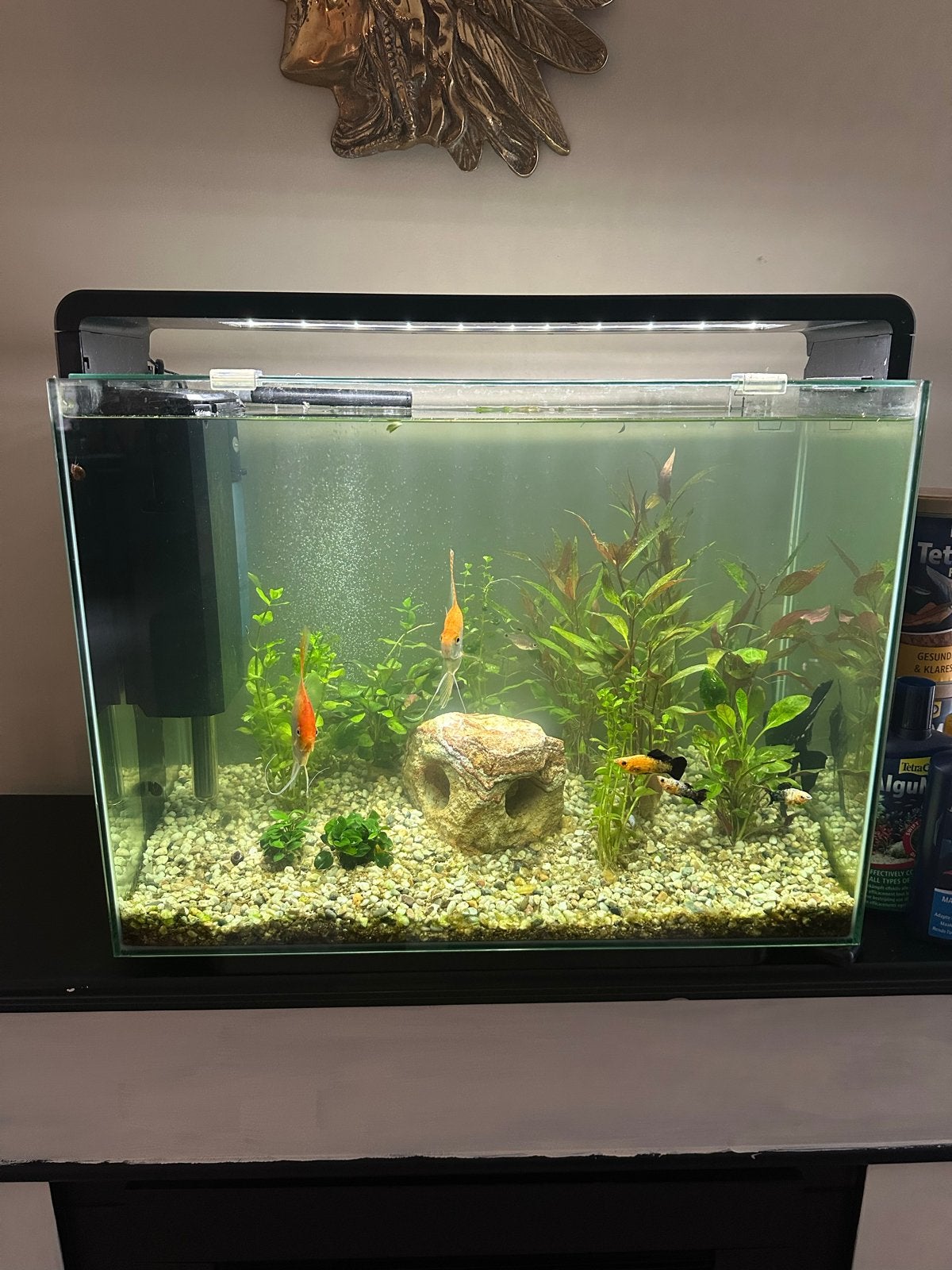 Super Fish 85 inclusief vissen, planten, aquasafe, voer ect, Ophalen, Inclusief vissen, Superfish, Gevuld zoetwateraquarium
