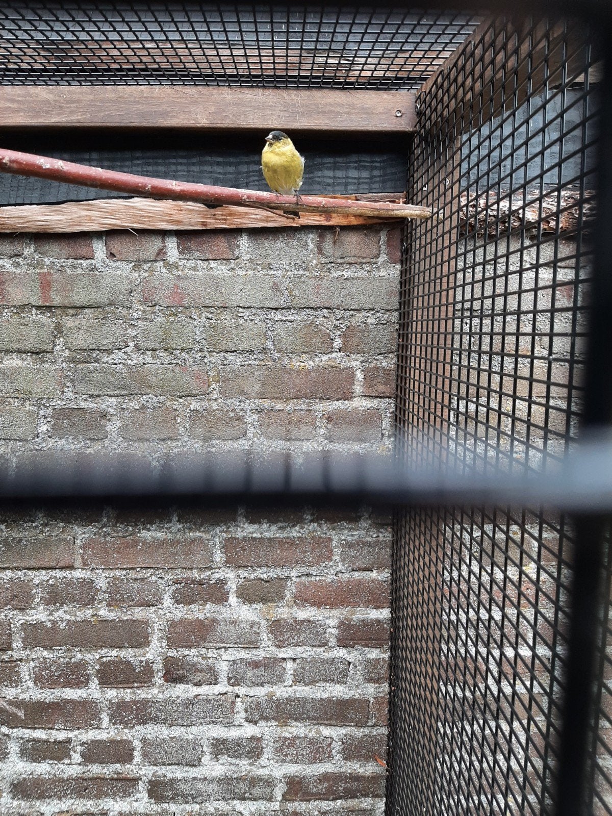 te koop amerikaanse baardsijs man, Dieren en Toebehoren