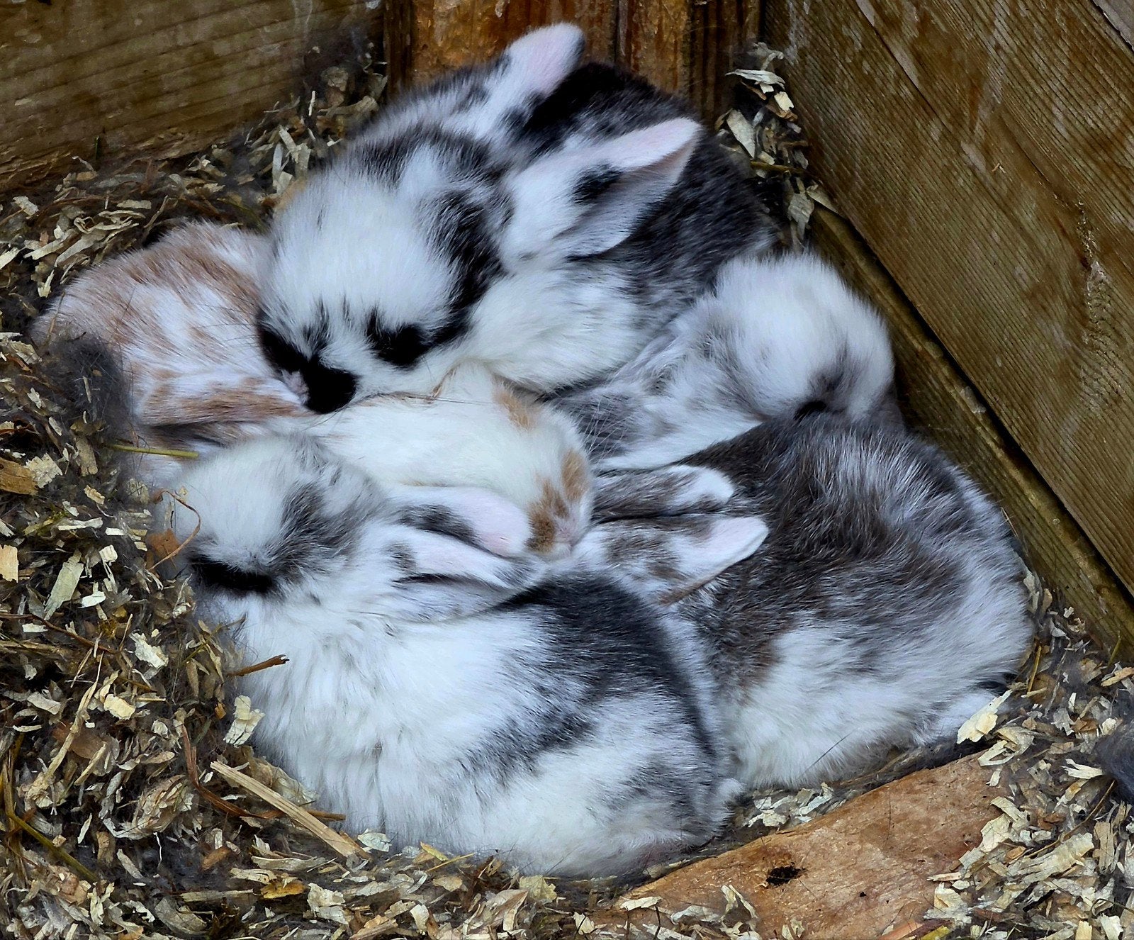 baby konijntjes minilops, September, Meerdere dieren, Overige typen