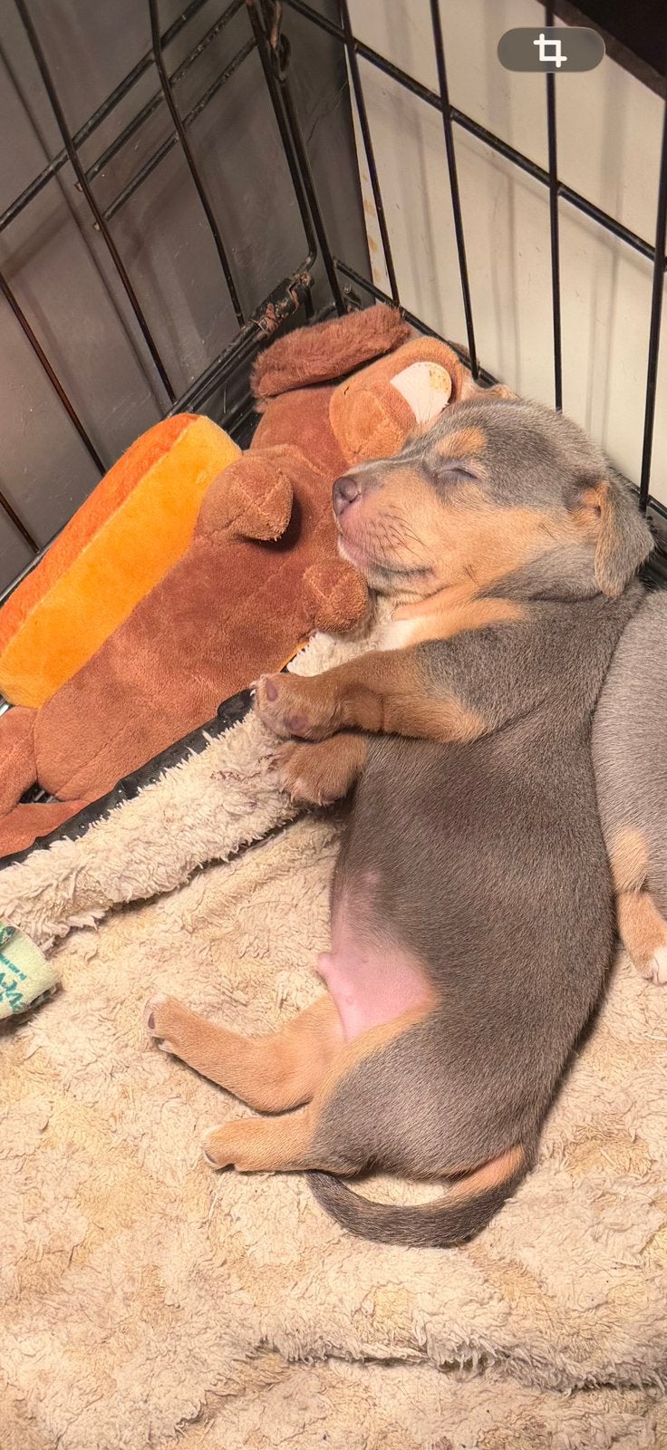Blue and Tan jack russel pups, Jack Russell Terriër, Reu, 8 tot 15 weken, Meerdere