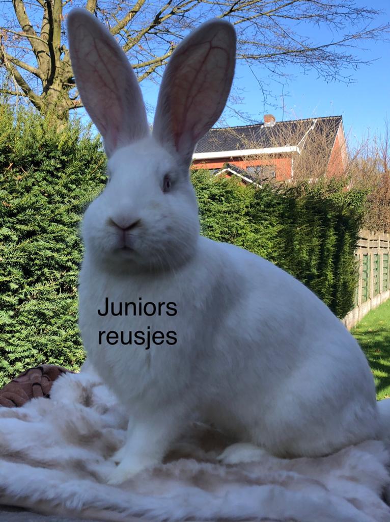 Duitse reus onverwant koppel, Dieren en Toebehoren, Konijnen, Meerdere dieren, Groot