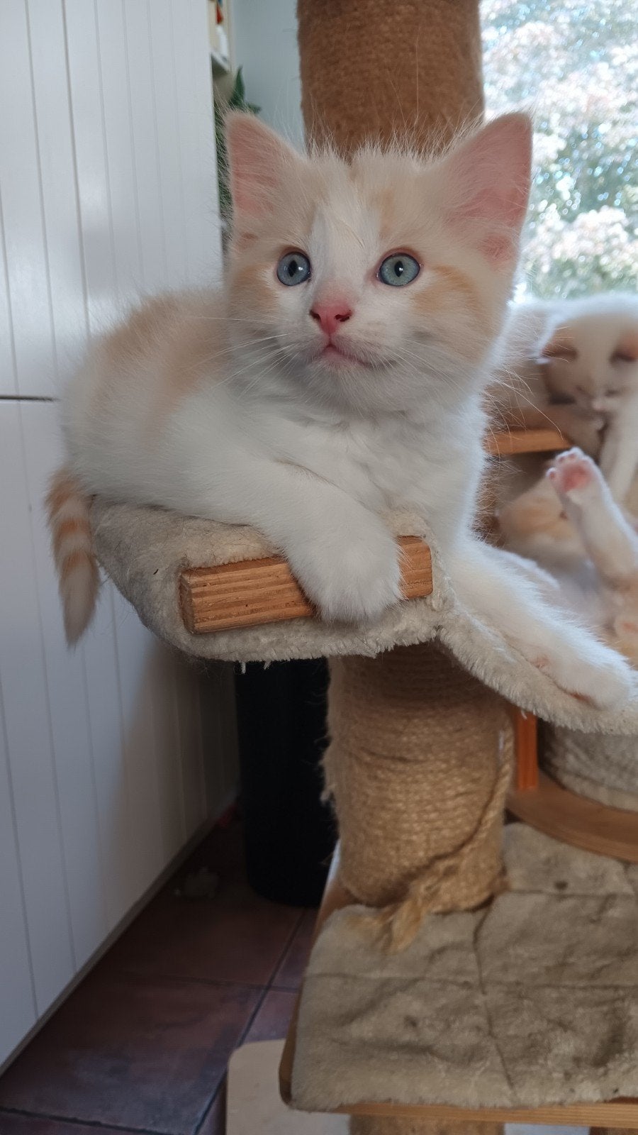 Ragdoll kittens ( grote hond, geteste ouders), Meerdere dieren, Langharig, 0 tot 2 jaar