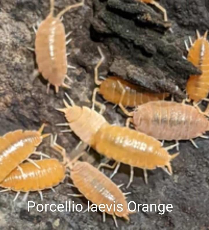 Porcellio laevis Orange, Dieren en Toebehoren, Insecten en Spinnen, Overige soorten