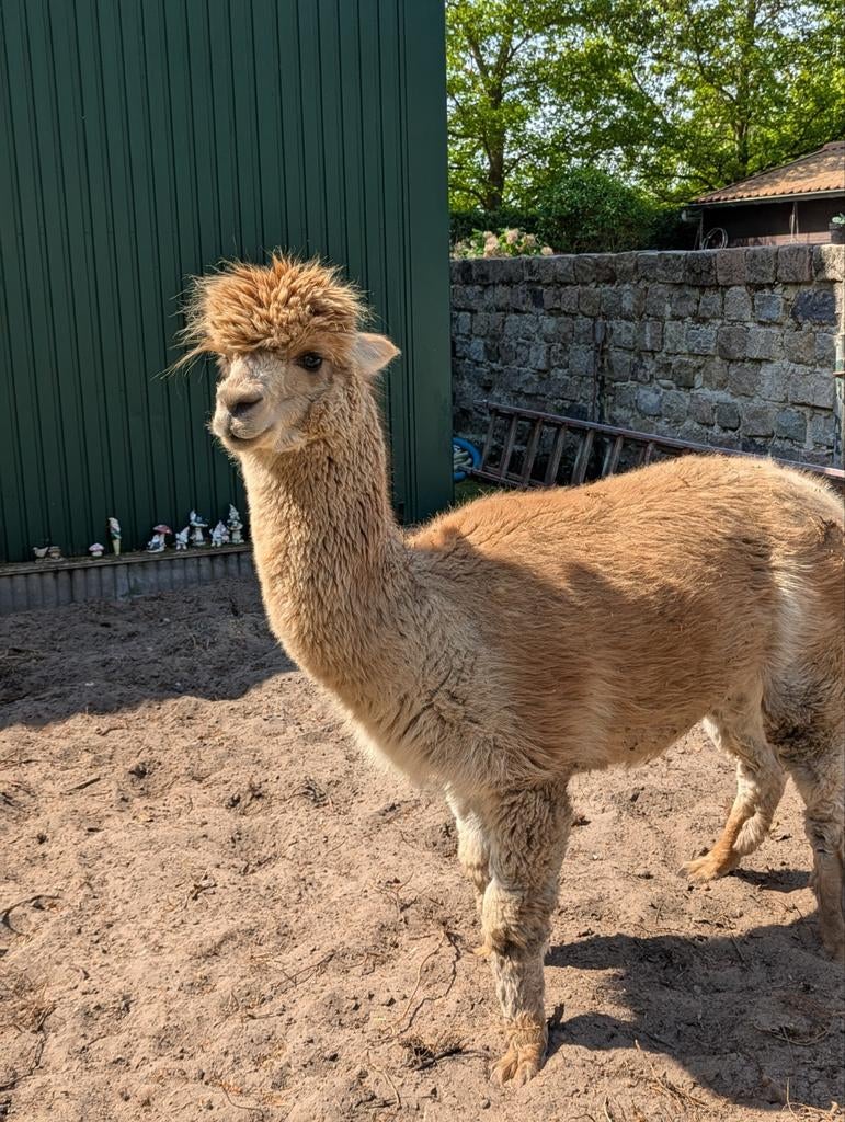 Lieve Alpaca hengst caramel bruin 5 jaar, Dieren en Toebehoren, Juni, Mannelijk