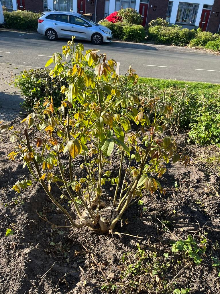 Jonge Walnotenboom - Perfect voor uw tuin!, Overige soorten, Lente, 100 tot 250 cm, Ophalen
