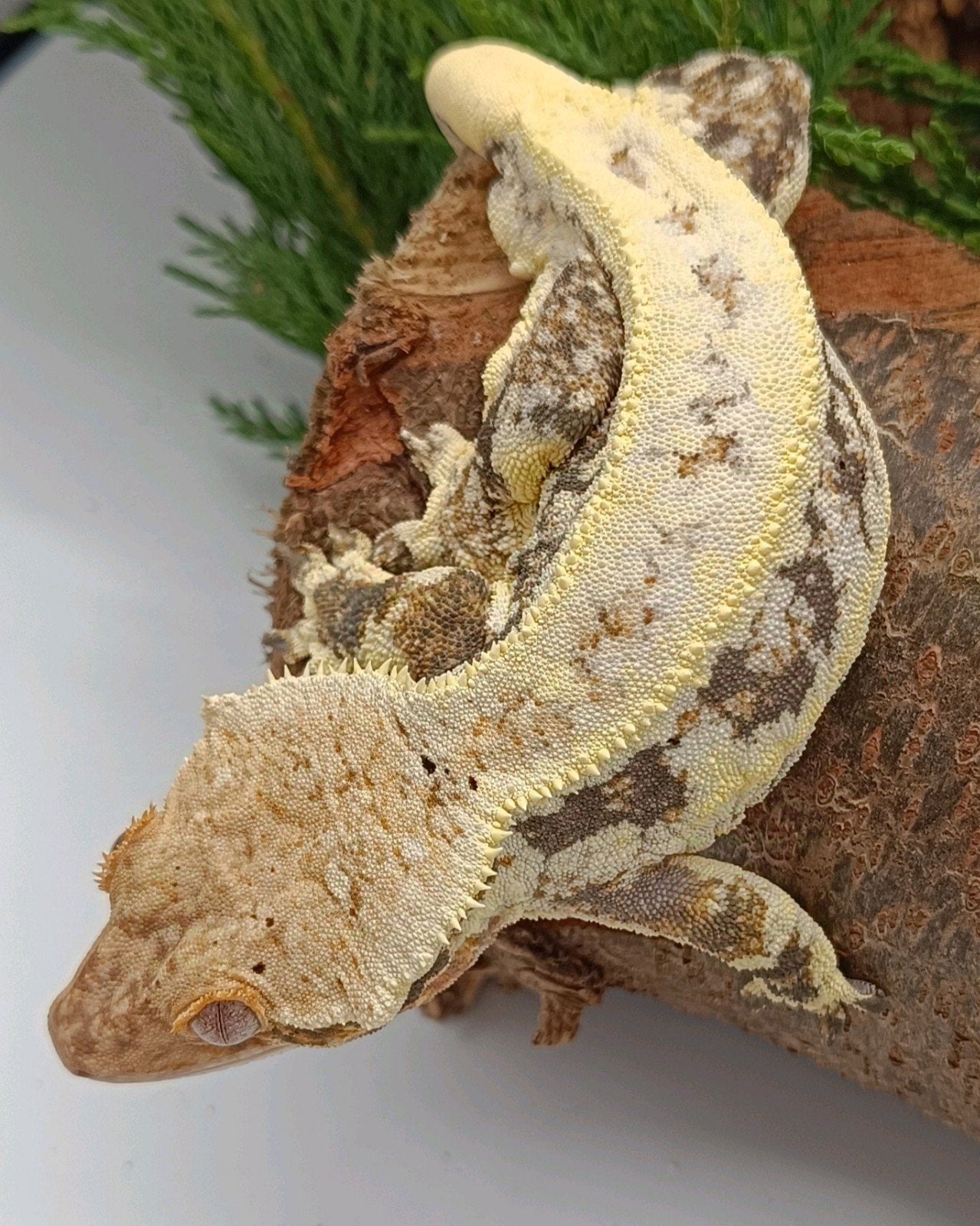 Wimpergekko man Lillywhite, Dieren en Toebehoren, Hagedis, Tam