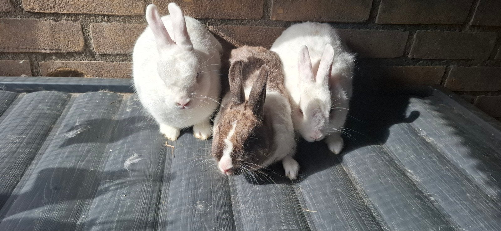 Konijnen, Dieren en Toebehoren, Konijnen, Meerdere dieren, Middelgroot, 0 tot 2 jaar