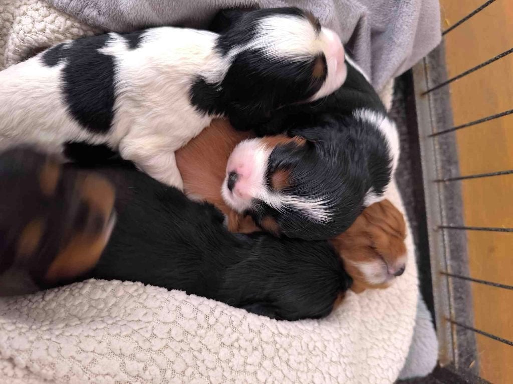 Cavalier Charles King puppy's, Dieren en Toebehoren, Overige rassen, CDV (hondenziekte), 8 tot 15 weken, Meerdere