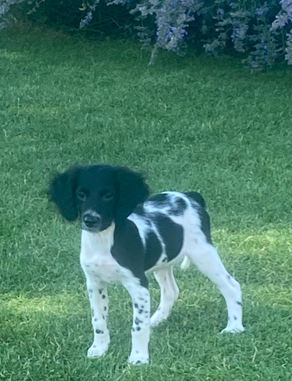 Prachtige HEIDEWACHTEL x FRIESE STABIJ pups, Parvo, Nederland, 8 tot 15 weken, Meerdere
