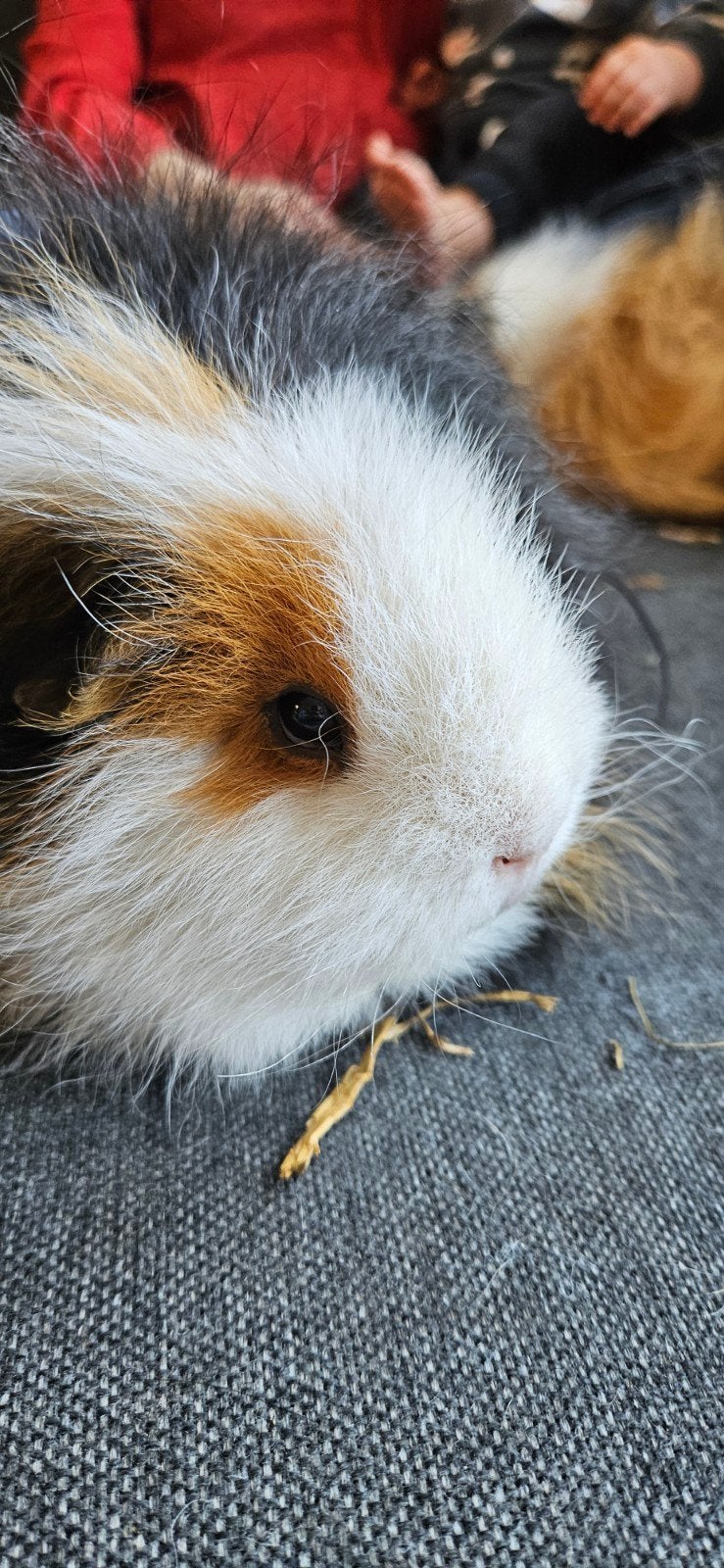 CH Teddy zeugje, Dieren en Toebehoren, Knaagdieren, Vrouwelijk, Cavia, Juli