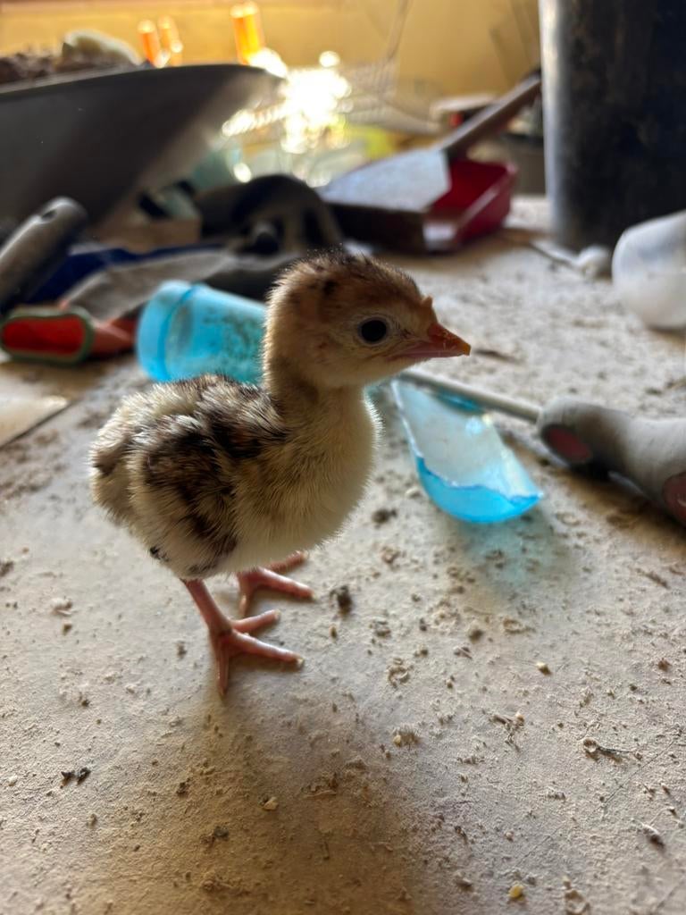 Kalkoenen kuikens, Dieren en Toebehoren, Pluimvee, Meerdere dieren, Kalkoen