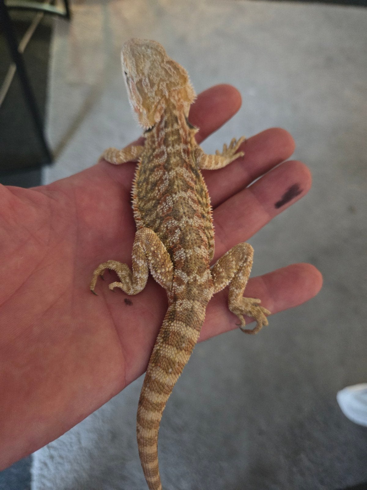 Baardagaam Pogona Vitticeps Red Orange Tiger Bearded Dragon photo 4