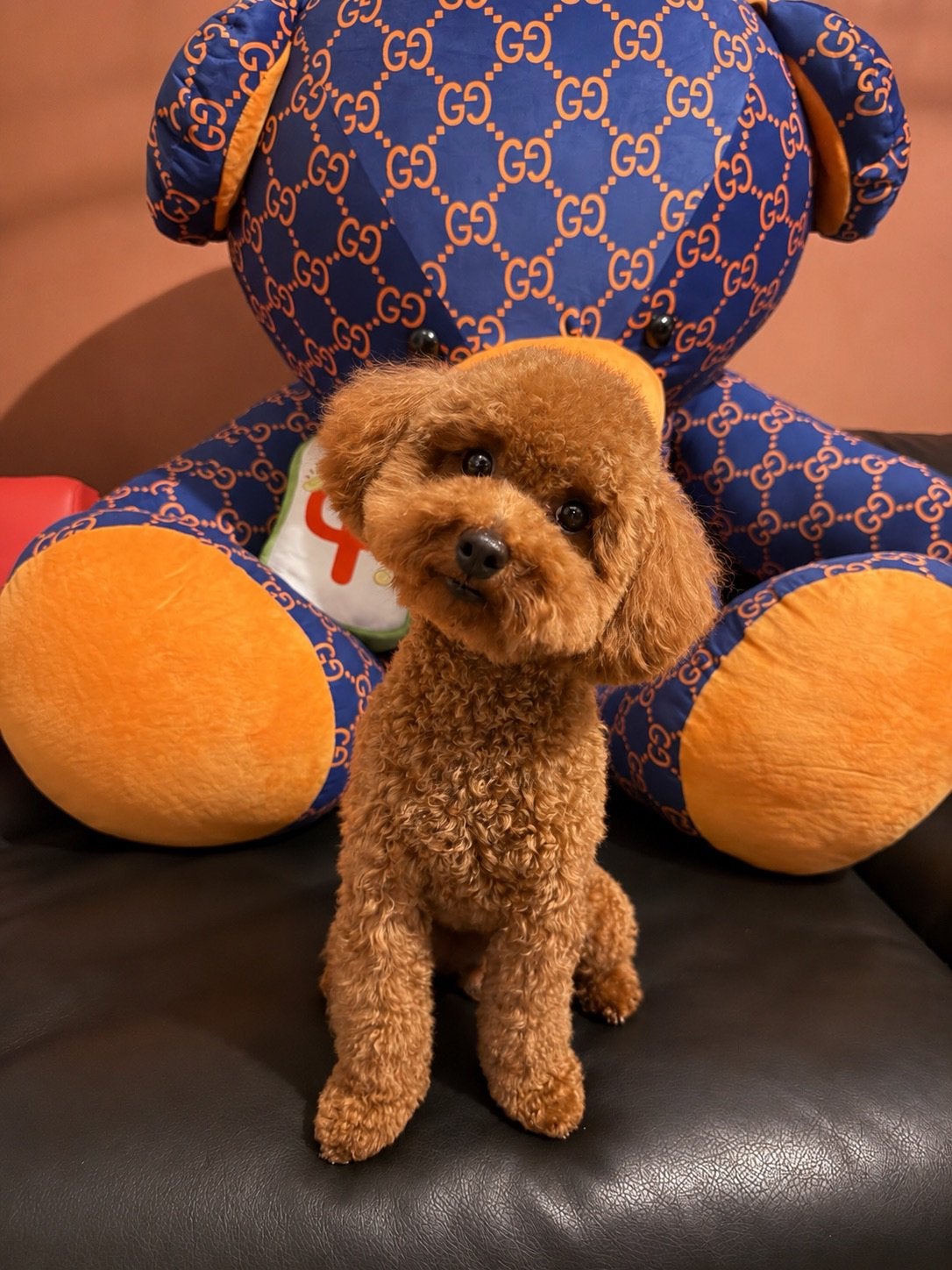 Dekreu Toypoedel (not for sale), Reu, 1 tot 2 jaar, Eén hond, CDV (hondenziekte)