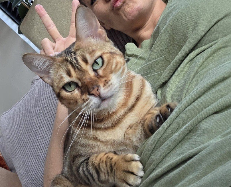 Binnenkat knuffelkat; poes gesteriliseerd Bengaal, Dieren en Toebehoren, Katten en Kittens | Overige Katten, Poes, Kortharig, 3 tot 5 jaar