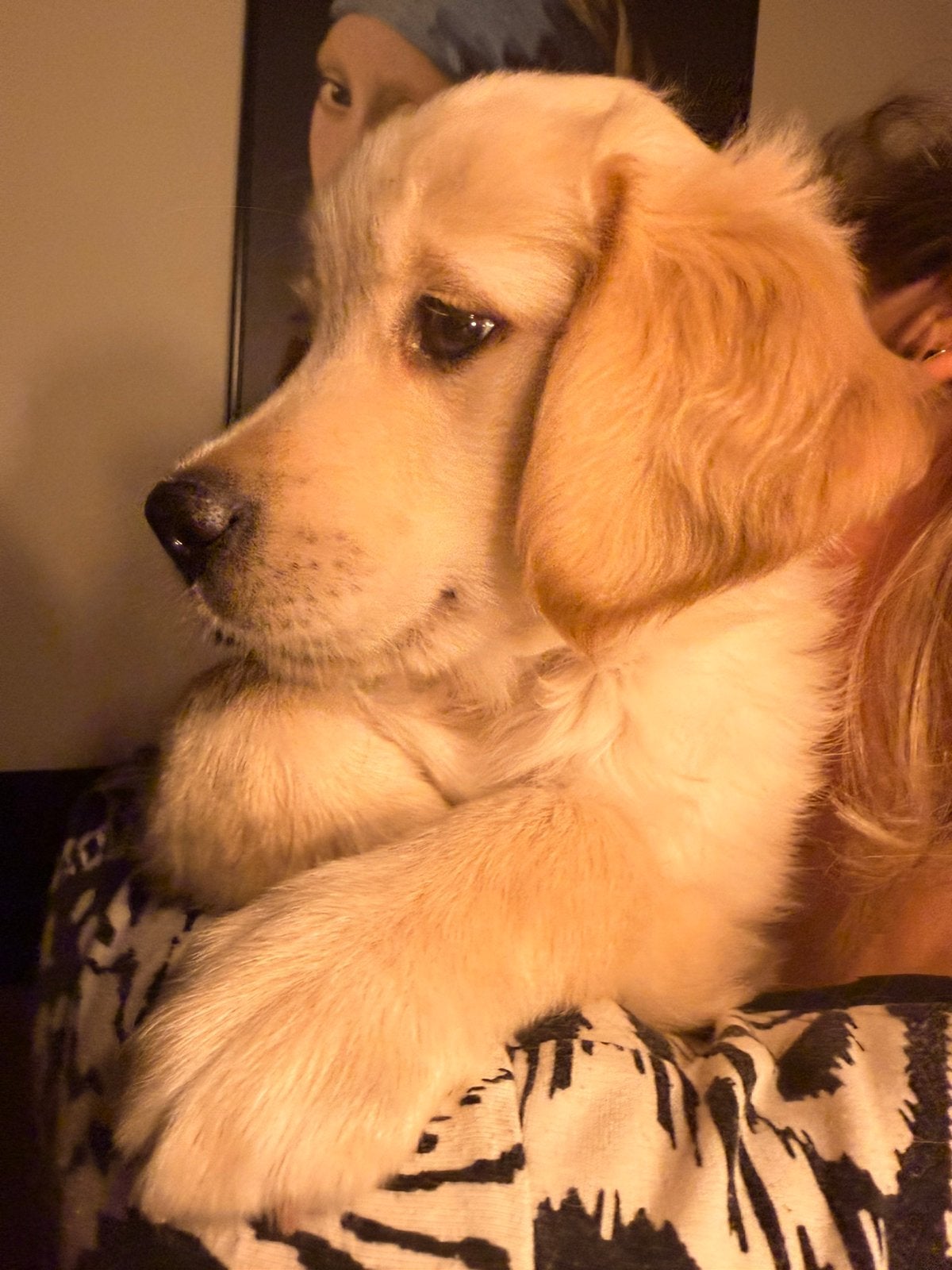 Huiskamernest golden retriever pups, Golden retriever, Reu, Eén hond, Nederland