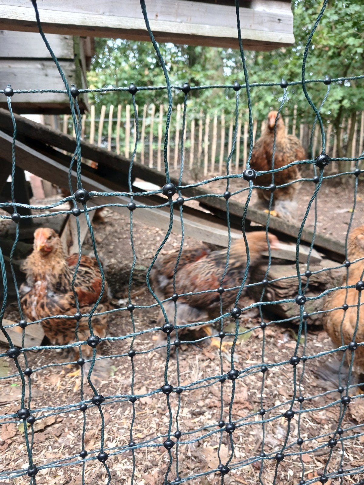Cochin groot haantjes, Mannelijk, Kip