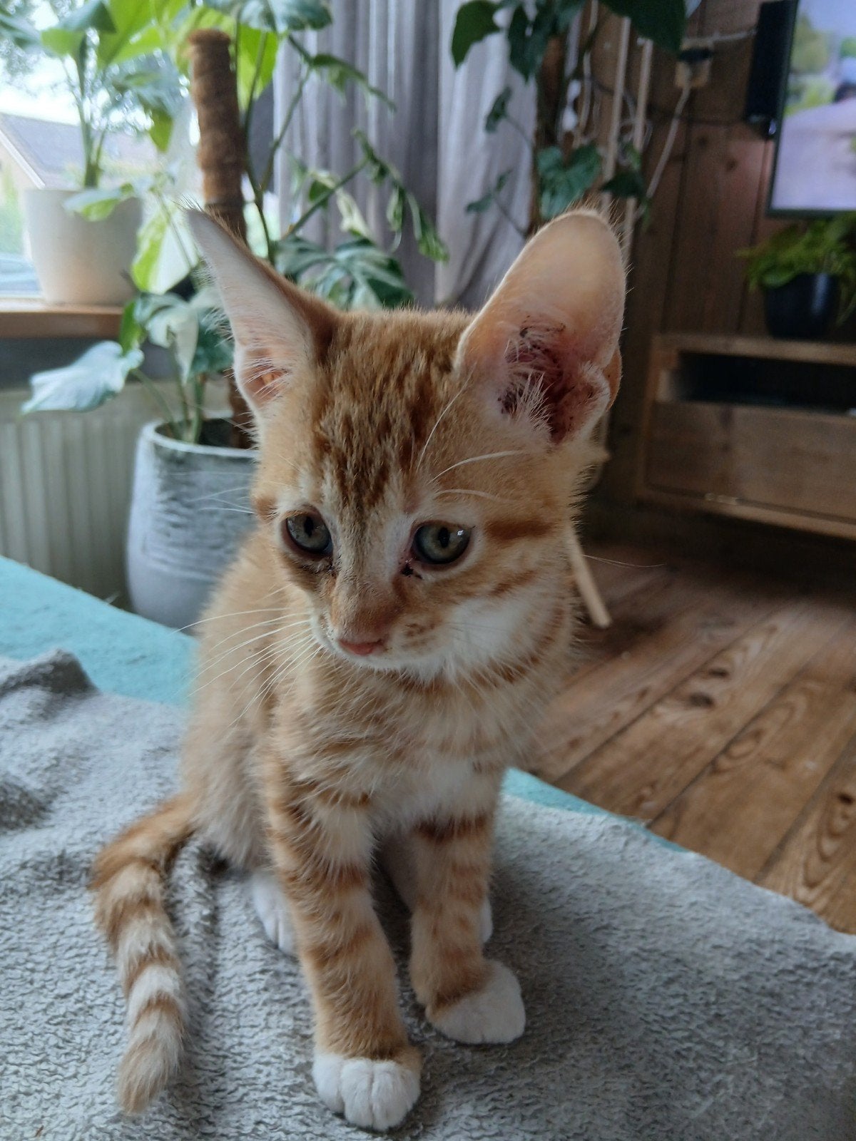 2 lieve kittens, Dieren en Toebehoren, Kater, Kortharig, 0 tot 2 jaar