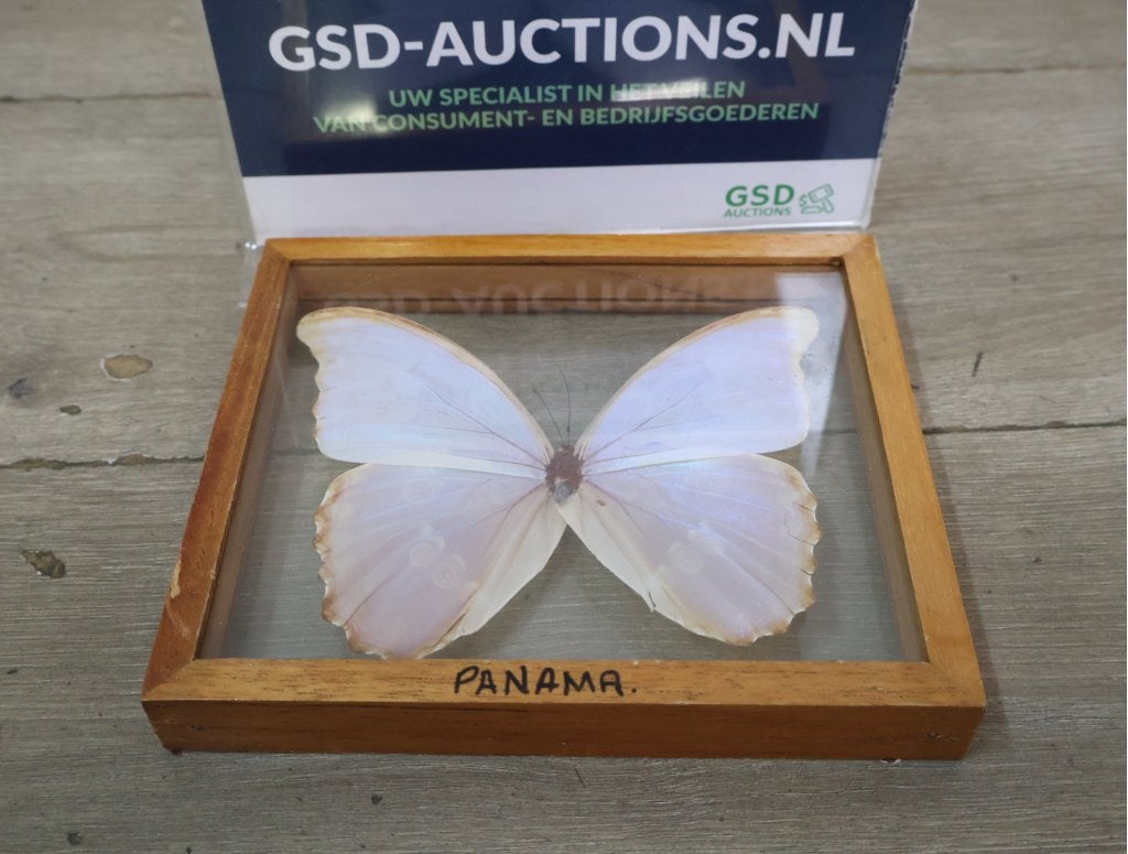 Geëtaleerde vlinder in houten kistje met glas, Ophalen of Verzenden