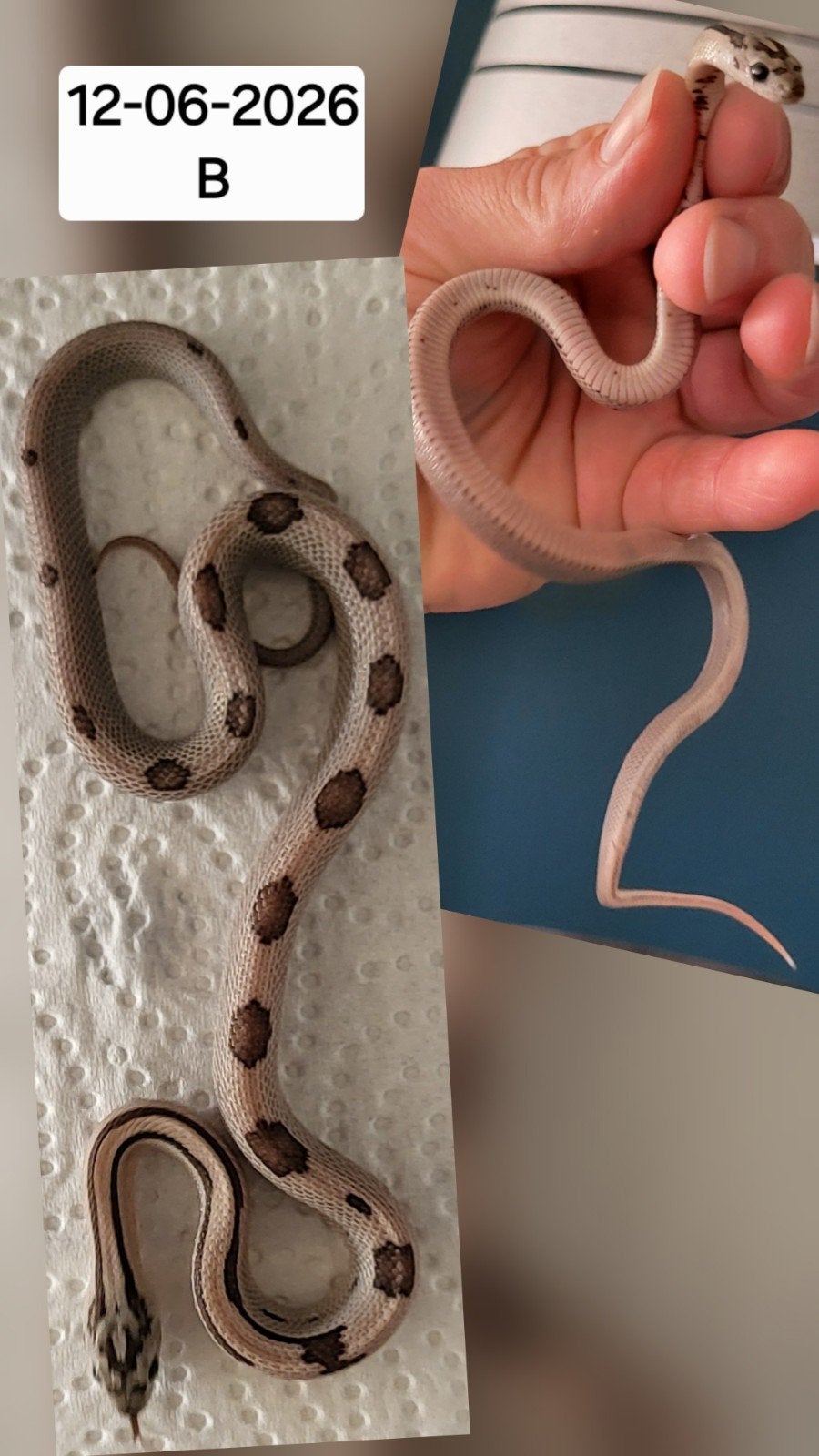 Jonge rattenslangen/korenslangen Corn Snake photo 2