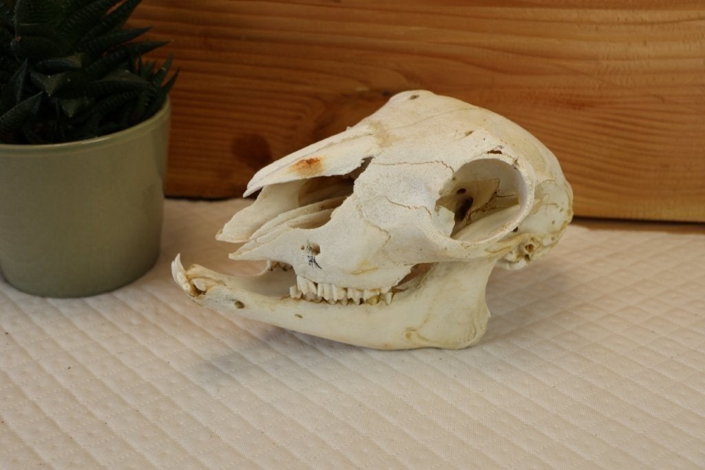 Taxidermie - schedel van een schaap, Ophalen of Verzenden, Boerderijdier, Schedel