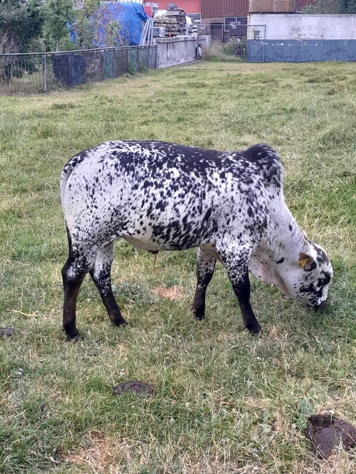 Zeeboe stier.
