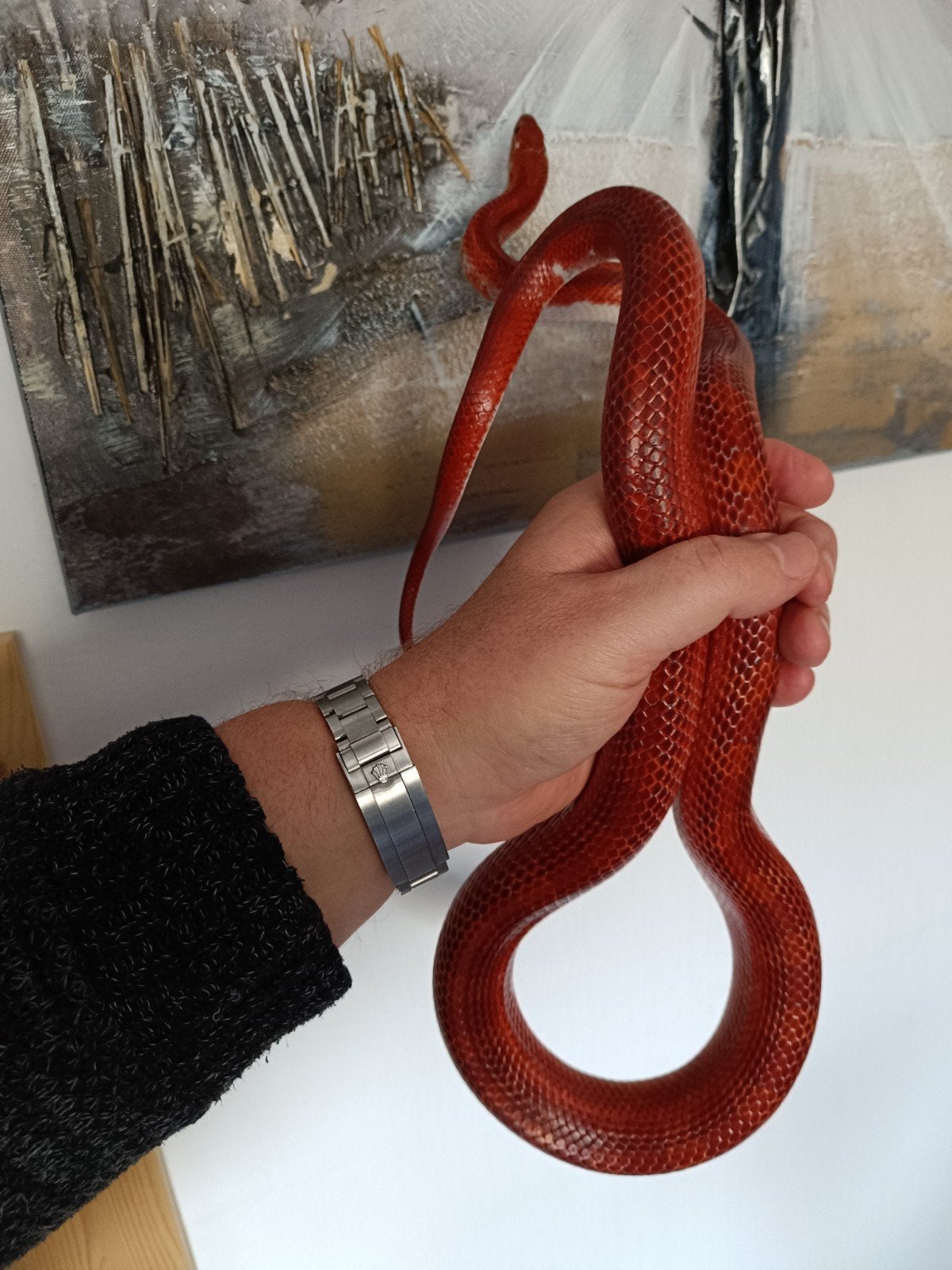 Korenslangen Corn Snake - male for sale from Marcel