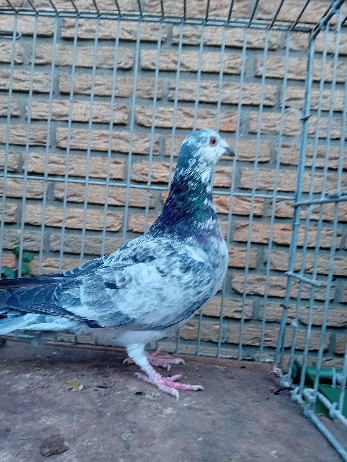 Mooi koppel  duiven, Meerdere dieren, Postduif