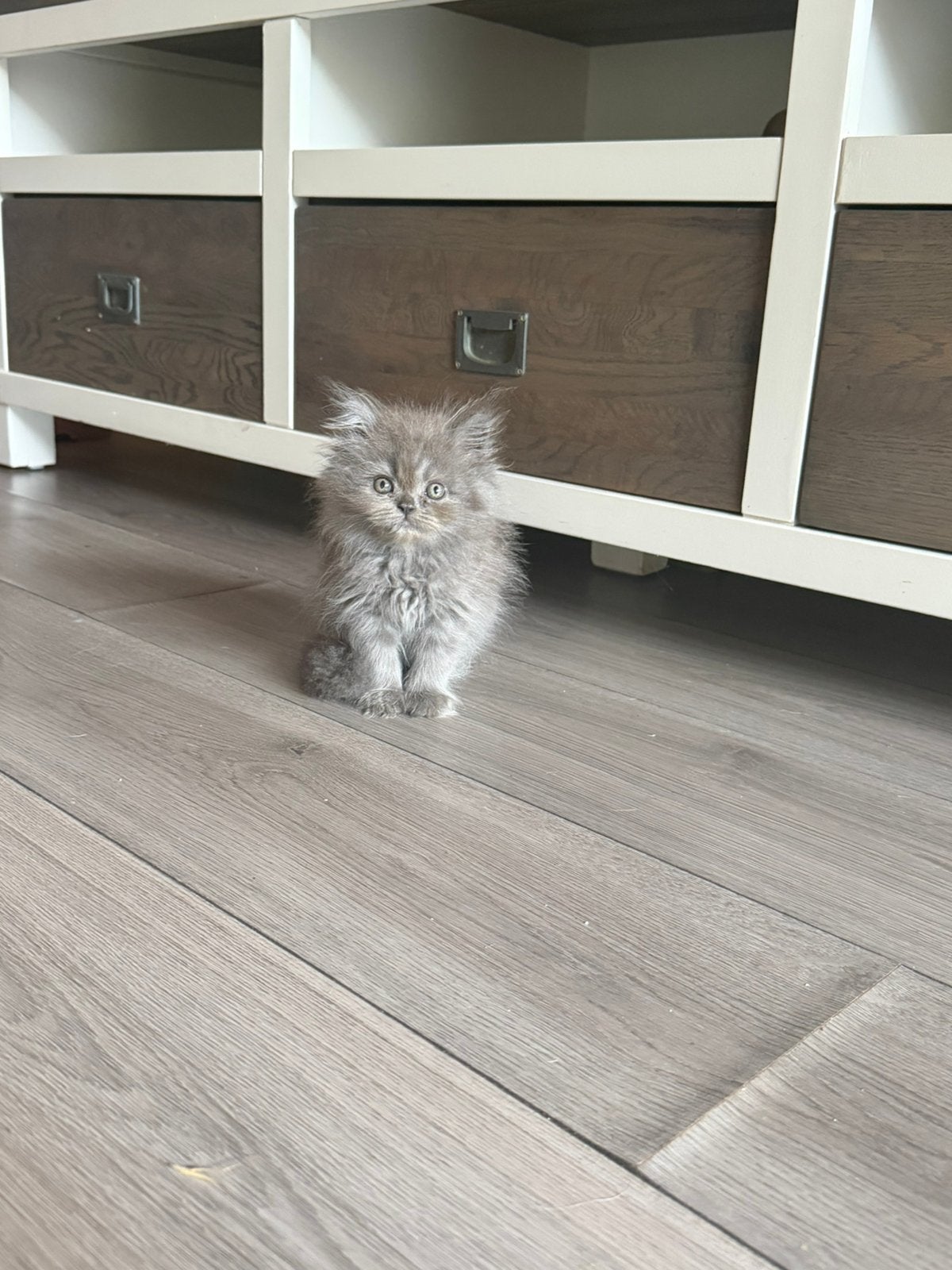 Kitten