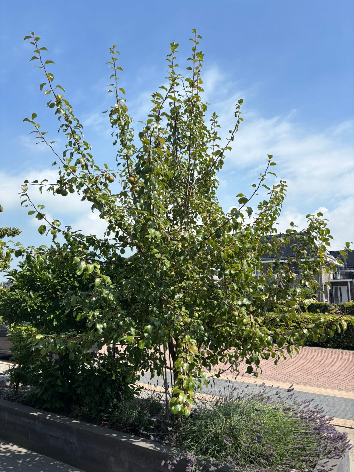 Sier perenboom, Ophalen, Lente, Halfschaduw, Overige soorten